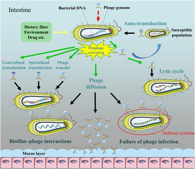 Prophage Activation in the Intestine: Insights Into Functions and Possible Applications